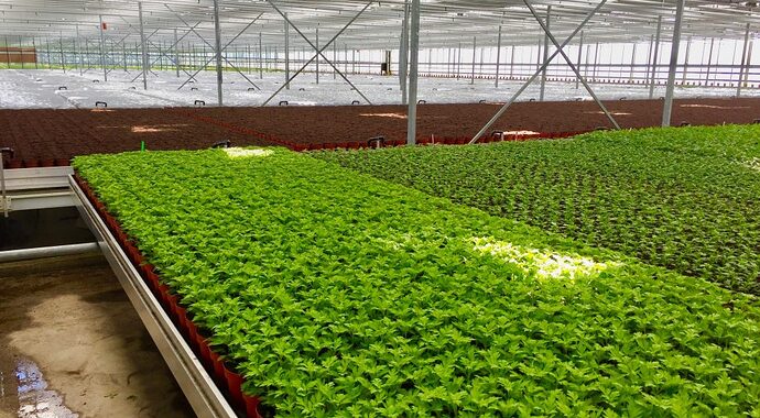 greenhouse