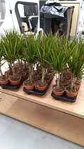 Dracaenas