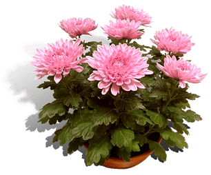 potchrysant-deco-23cm-schaal-productfoto_shadow