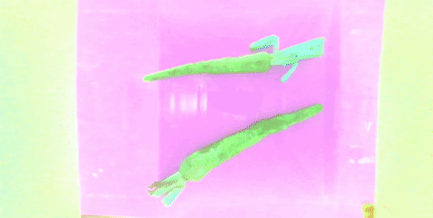 Example of processing a chicory root